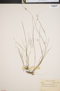 Scleria reticularis image